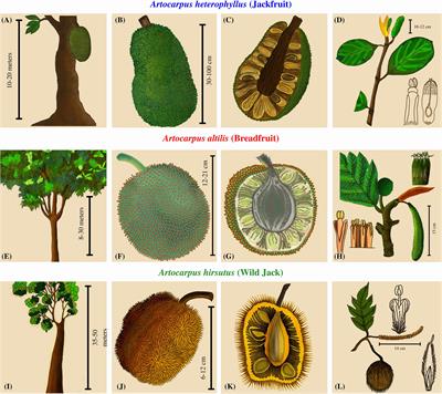 Jack of all trades: Genome assembly of Wild Jack and comparative genomics of Artocarpus